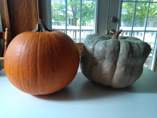 It weighs about twice as much as the orange pumpkin